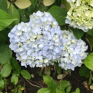 Meet your Posher, Bets